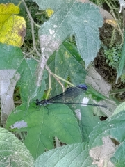 Psolodesmus mandarinus