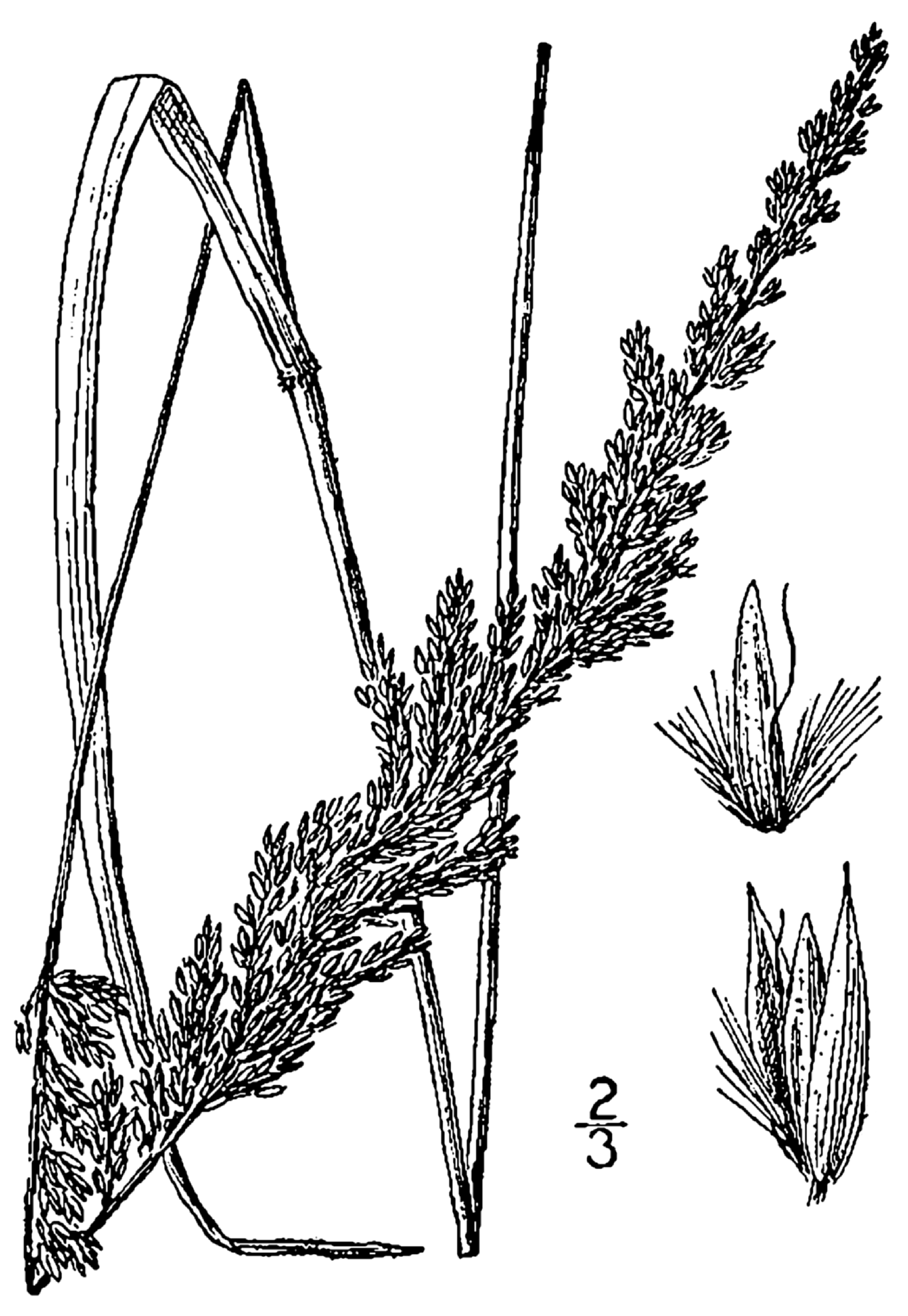 Calamagrostis perplexa
