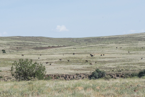 American Bison photographed in New Mexico