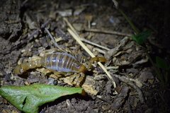Timogenes dorbignyi