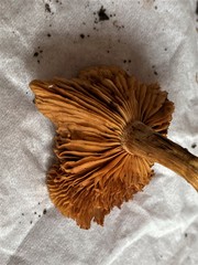 Gymnopilus