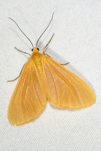 Orange Beggar photo 3