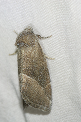 Plagiomimicus spumosum