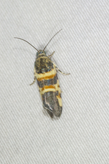 Spragueia funeralis