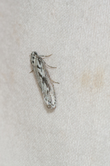 Ethmia semitenebrella
