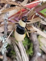 Chauliognathus blanchardi