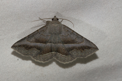 Lesmone griseipennis