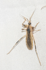 Oncocephalus nubilus