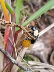 Chauliognathus blanchardi