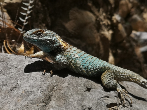 Crevice Swift, Arteaga, Coah., México, photo 6 of 10