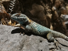 Sceloporus torquatus binocularis
