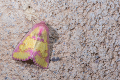 Psectrotarsia suavis