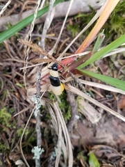Chauliognathus blanchardi