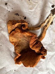 Gymnopilus