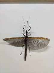 Trachythorax