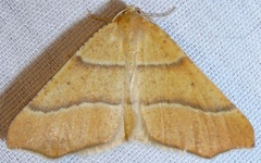 Destutia excelsa
