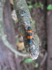 Strongylium decoratum