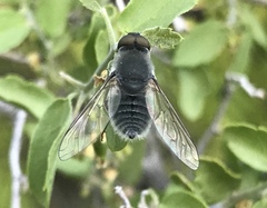 Aphoebantus mus
