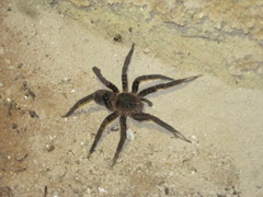 Ancylometes concolor