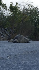 Cyclura nubila caymanensis