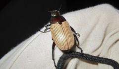 Pelidnota sanctijacobi