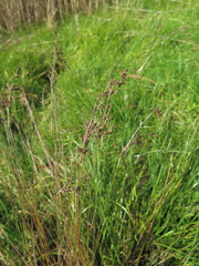 Juncus gracillimus