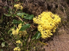 Pomaderris elliptica