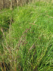 Juncus gracillimus