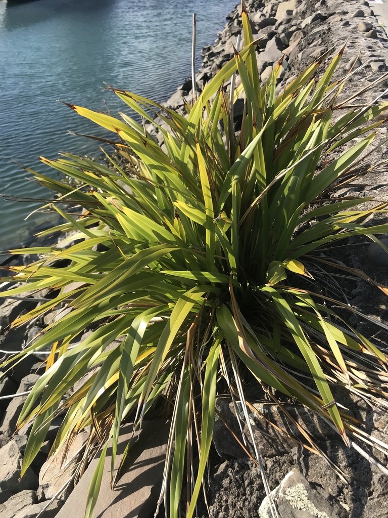 Mountain flax from Te Awanui Drive, Matapihi, Bay of Plenty, NZ on ...