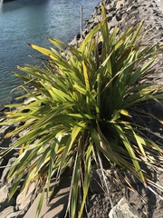 Phormium cookianum