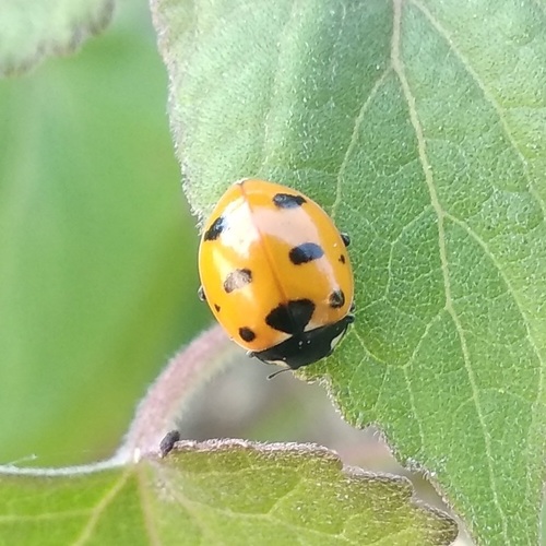 Trivial Lady Beetle