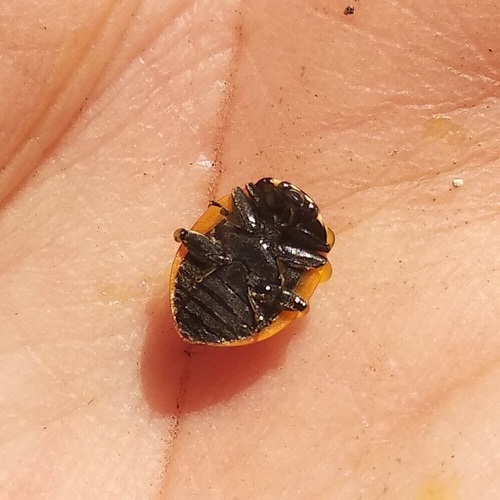 Trivial Lady Beetle