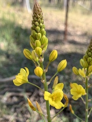 Bulbine glauca