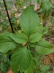 Mussaenda philippica
