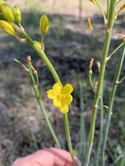Bulbine glauca