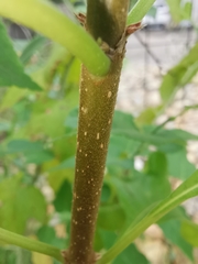 Mussaenda philippica