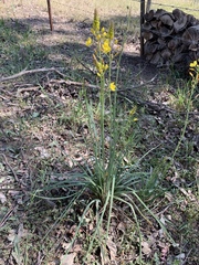 Bulbine glauca