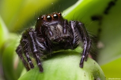 Carrhotus viduus