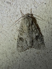 Acronicta rubricoma