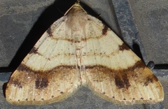 Macaria plumosata