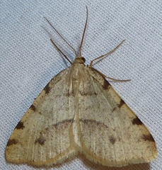 Macaria occiduaria