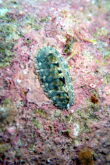 Rhyssoplax diaphora