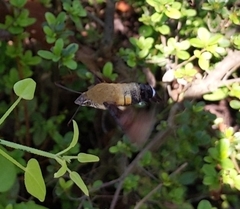 Macroglossum bombylans