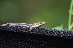 Notomabuya frenata