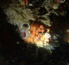 Metandrocarpa taylori