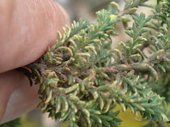 Pultenaea graveolens