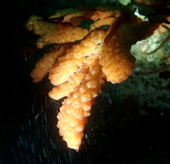Metandrocarpa dura