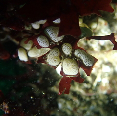 Didemnum carnulentum