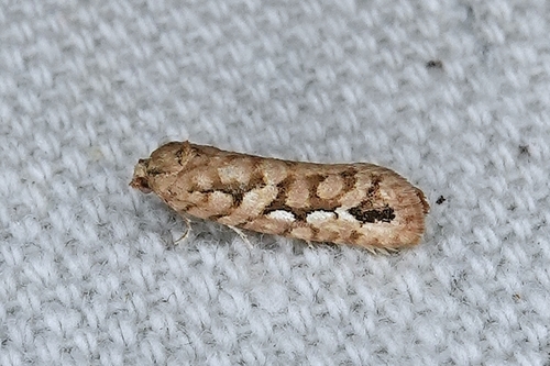 Cockerell's Moth photo 2