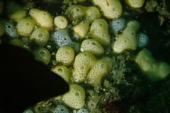 Didemnum carnulentum